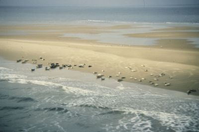 harbour seals on sand