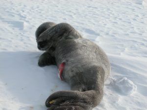 Weddell seal pup (Ailsa Hall)