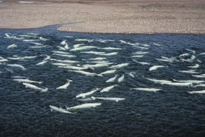 Beluga whales (Tony Martin)