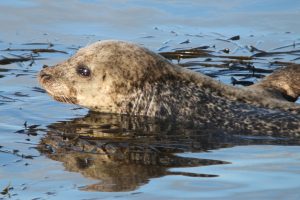 Harbour seal (Monica Arso)