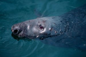 Male grey seal (Laurie Campbell)