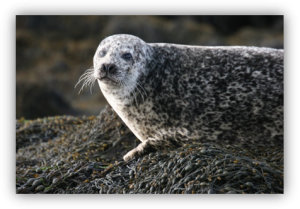 harbour seal