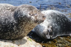 Harbour seals (Monica Arso)