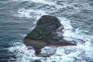 Grey seals on rocky haulout (Lindsay Wilson)