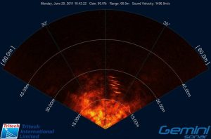 Multibeam sonar tracking of marine mammals