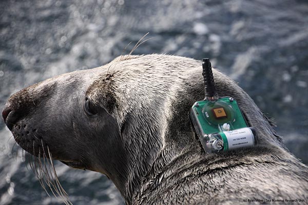 seal with tag