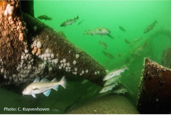 Cod around a North Sea oil rig