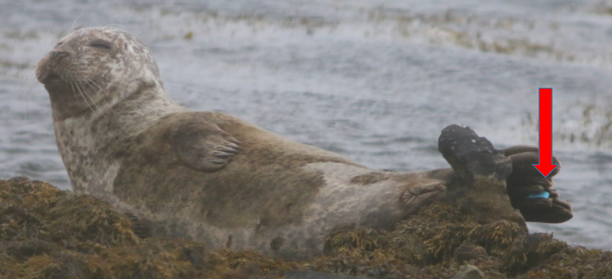 seal with tag