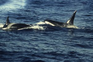 Killer whales (SMRU)