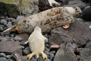 Grey seal pup suckling (Laurie Campbell)