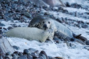 Grey seal female and pup (Laurie Campbell)