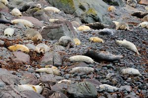 Grey Seal (Halichoerus grypus) breeding colony on rocky beach, Aberdeenshire, Scotland, October