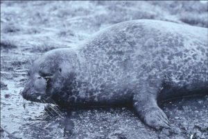 Harbour seal with phocine distemper (SMRU)