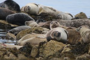 Harbour seals (Monica Arso)