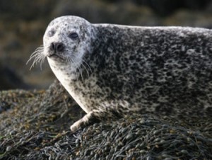 Harbour seal (Louise Cunningham)