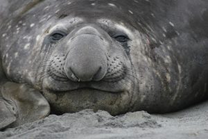 Elephant Seal (Martin Buiw)