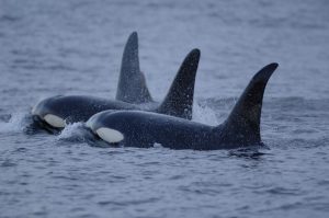 Killer whales (Patrick Miller)