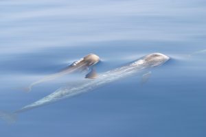 Risso's dolphins  (Luke Rendell)