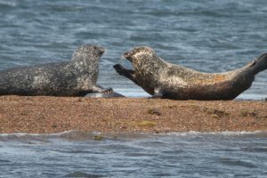 Harbour seal interactions (Monica Arso)