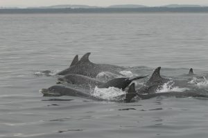 Bottlenose dolphins (Vincent Janik)