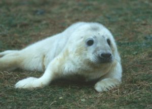 Grey seal pup (Ailsa Hall)