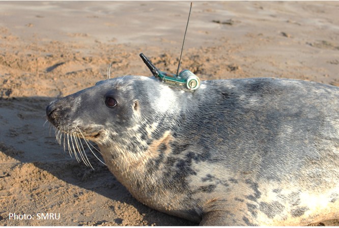 Grey seal with GPS tag